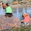 100% Cotton Dog Tanks - Coral